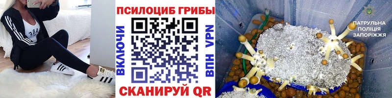 Галлюциногенные грибы прущие грибы  гидра tor  Шагонар  что такое наркотик 